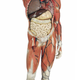 Illustration for article titled 29 Anatomical Models That Will Haunt Your Dreams Tonight